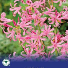 8718641997369 1 Nerine Bowdenii.jpg